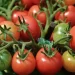 New Vegetable Varieties Double Ghana Tomato Yields to 20 Tons Per Hectare New Vegetable Varieties Double Ghana Tomato Yields to 20 Tons Per Hectare