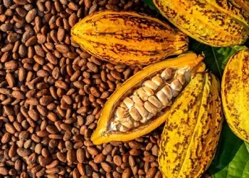 Cocoa farmgate price up by GH¢400