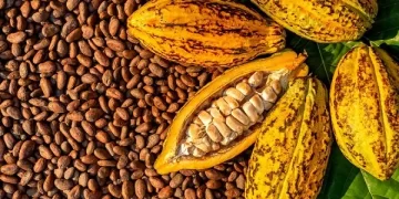 Cocoa farmgate price up by GH¢400 Cocoa farmgate price up by GH¢400