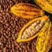 Cocoa farmgate price up by GH¢400 Cocoa farmgate price up by GH¢400
