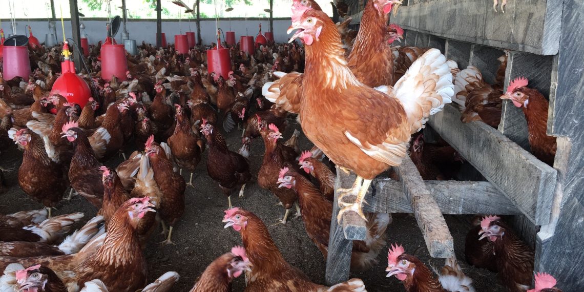 GVMA hails govt’s ‘Feed Ghana Programme’ as game-changer for food security GVMA hails govt’s ‘Feed Ghana Programme’ as game-changer for food security