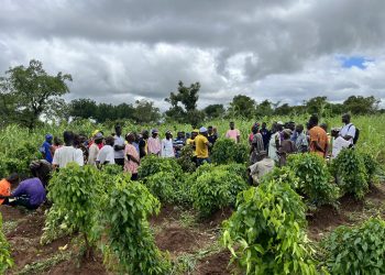 CSIR–SARI Empowers Farmers in Soybean Variety Selection to Boost Yields and Adoption