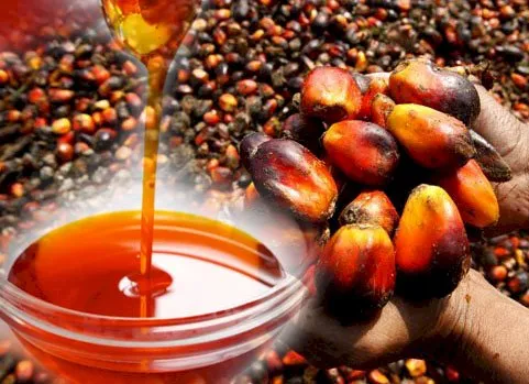 Gov’t introduces national oil palm policy to boost jobs, reduce imports Gov’t introduces national oil palm policy to boost jobs, reduce imports