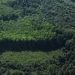 FAO’s 2025 forest assessment reveals slower global deforestation FAO’s 2025 forest assessment reveals slower global deforestation