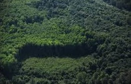 FAO’s 2025 forest assessment reveals slower global deforestation