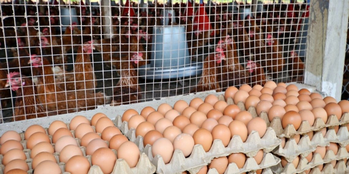 Buyers Back Chinese Infiltration Of Poultry Business; Lament Over Natives’ Prices Amidst Egg Glut
