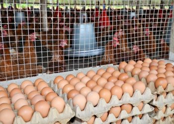Buyers Back Chinese Infiltration Of Poultry Business; Lament Over Natives’ Prices Amidst Egg Glut