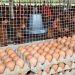 Buyers Back Chinese Infiltration Of Poultry Business; Lament Over Natives’ Prices Amidst Egg Glut