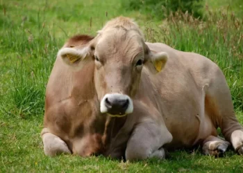 Animal welfare ‘priority’ in wake of vet changes Animal welfare ‘priority’ in wake of vet changes