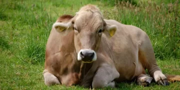 Animal welfare ‘priority’ in wake of vet changes