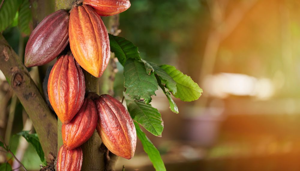 With support from the Green Climate Fund and IICA, Brazil promotes sustainable and innovative cocoa farming in the Amazon and Atlantic forests With support from the Green Climate Fund and IICA, Brazil promotes sustainable and innovative cocoa farming in the Amazon and Atlantic forests