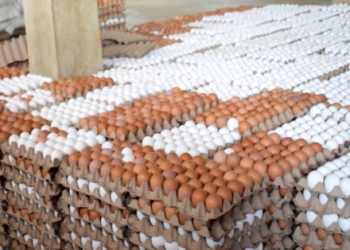 Poultry farmers blame Chinese expansion for severe egg glut, warn of industry collapse