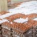 Poultry farmers blame Chinese expansion for severe egg glut, warn of industry collapse