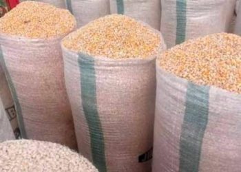 Maize farmers in Sissala enclave hit hard as prices fall by 60%