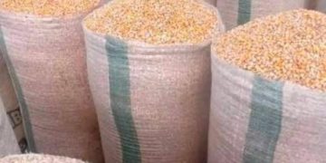 Maize farmers in Sissala enclave hit hard as prices fall by 60%
