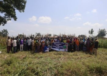 CSIR–SARI and MoFA Introduce Improved Maize Varieties to Boost Smallholder Productivity