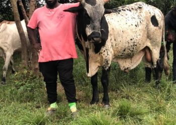 Real Estate expansion threatens grazing lands, livestock production in Ghana