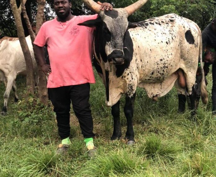 Real Estate expansion threatens grazing lands, livestock production in Ghana Real Estate expansion threatens grazing lands, livestock production in Ghana