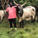 Real Estate expansion threatens grazing lands, livestock production in Ghana