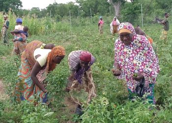 Women farmers gain higher income with better farmland access – Study