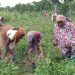 Women farmers gain higher income with better farmland access – Study