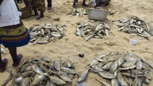 Fisheries Reforms yield results: Volta Region fishers record bumper harvest Fisheries Reforms yield results: Volta Region fishers record bumper harvest