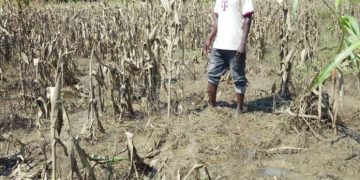 Thousands of farmers devastated by annual Bagre Dam spillage in Northern Ghana Thousands of farmers devastated by annual Bagre Dam spillage in Northern Ghana