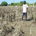 Thousands of farmers devastated by annual Bagre Dam spillage in Northern Ghana Thousands of farmers devastated by annual Bagre Dam spillage in Northern Ghana