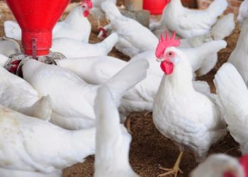 Gov’t has ignored us on ‘Nkukor Nkitinkiti’ initiative – Poultry Association
