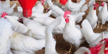 Gov’t has ignored us on ‘Nkukor Nkitinkiti’ initiative – Poultry Association