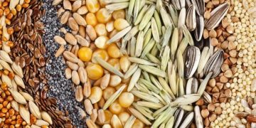 NASTAG calls for urgent review of Ghana’s 2013 seed policy