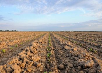 New Seed Treatments Available For Soybeans, Cotton & Cereals