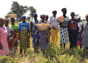 From Seed to Success: Lingbinsi Bloomers Begin Pepper Harvest Under ‘Boost to Bloom’ Project