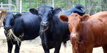 Meatpacker JBS Sees U.S. Cattle Shortage Lasting Through 2026 Meatpacker JBS Sees U.S. Cattle Shortage Lasting Through 2026