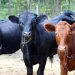 Meatpacker JBS Sees U.S. Cattle Shortage Lasting Through 2026 Meatpacker JBS Sees U.S. Cattle Shortage Lasting Through 2026