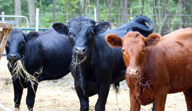 Meatpacker JBS Sees U.S. Cattle Shortage Lasting Through 2026 Meatpacker JBS Sees U.S. Cattle Shortage Lasting Through 2026