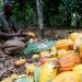 EU to Ghana, Côte d’Ivoire: Accelerate cocoa reforms or risk market losses
