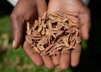 Kenyan court declares law banning seed sharing unconstitutional