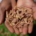 Kenyan court declares law banning seed sharing unconstitutional Kenyan court declares law banning seed sharing unconstitutional