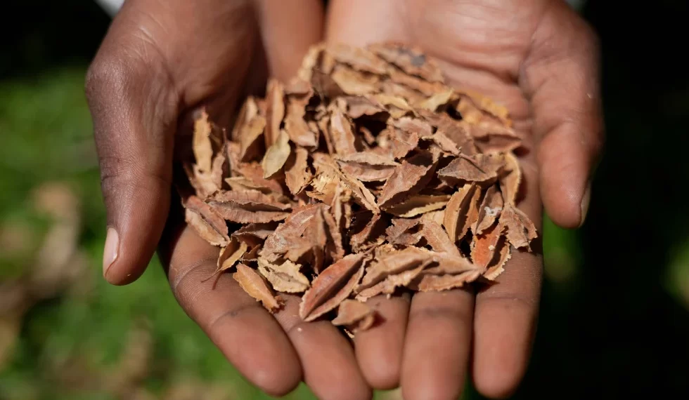 Kenyan court declares law banning seed sharing unconstitutional Kenyan court declares law banning seed sharing unconstitutional