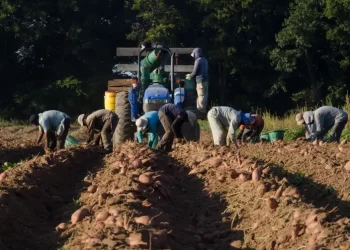 Farm Workers Sue Over Trump’s Low Wages for Foreign Guest Workers