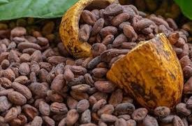 Moving commodities, creating value: MSC’s role in Africa’s cocoa supply chain Moving commodities, creating value: MSC’s role in Africa’s cocoa supply chain