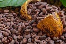 Moving commodities, creating value: MSC’s role in Africa’s cocoa supply chain Moving commodities, creating value: MSC’s role in Africa’s cocoa supply chain