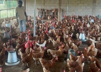 Poultry farmers decry exclusion from govt’s ‘Nkukor Nkitinkiti’ programme