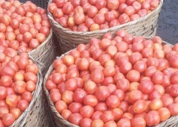 Tomato Sellers Lament over High business Risks