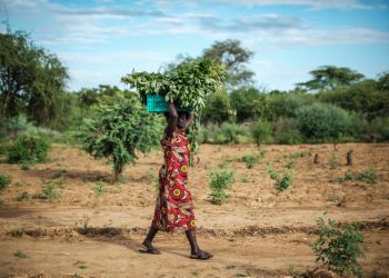 New FAO-WFP report warns of shrinking window to prevent millions more people facing acute food insecurity in 16 hotspots