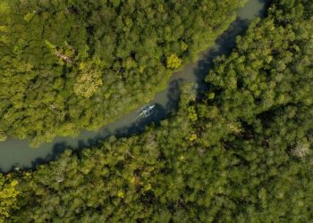 UK commits additional £16.9m to FAO’s AIM4Forests Programme at COP30 UK commits additional £16.9m to FAO’s AIM4Forests Programme at COP30