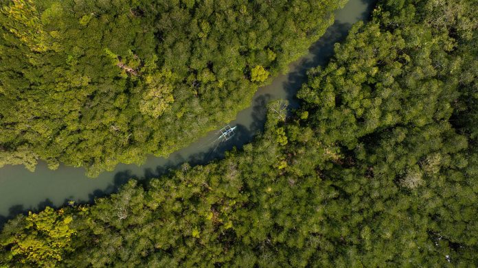 UK commits additional £16.9m to FAO’s AIM4Forests Programme at COP30 UK commits additional £16.9m to FAO’s AIM4Forests Programme at COP30