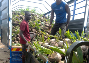 EXIM Bank, PIAA lead nationwide inspection of coconut farms