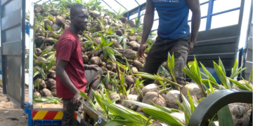 EXIM Bank, PIAA lead nationwide inspection of coconut farms